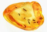 Detailed Fossil True Midge Swarm (Chironomidae) In Baltic Amber #346685-1